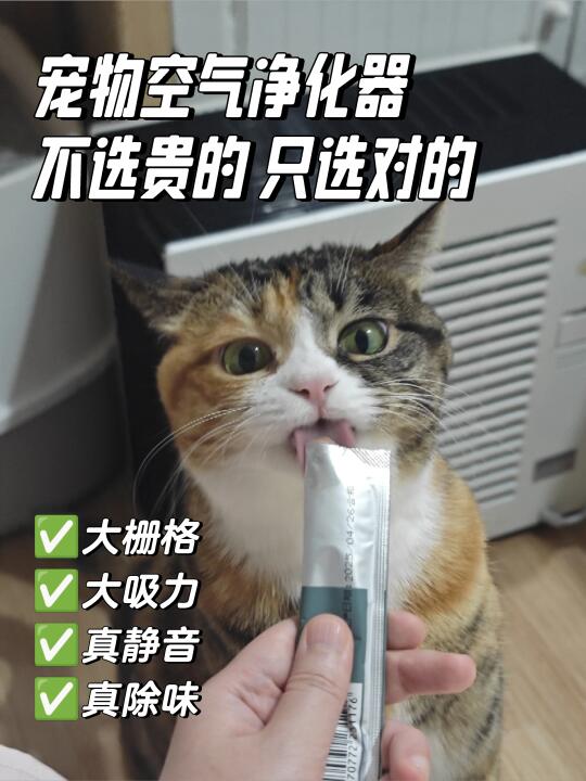 小户型养猫家庭，怎么选空气净化器？