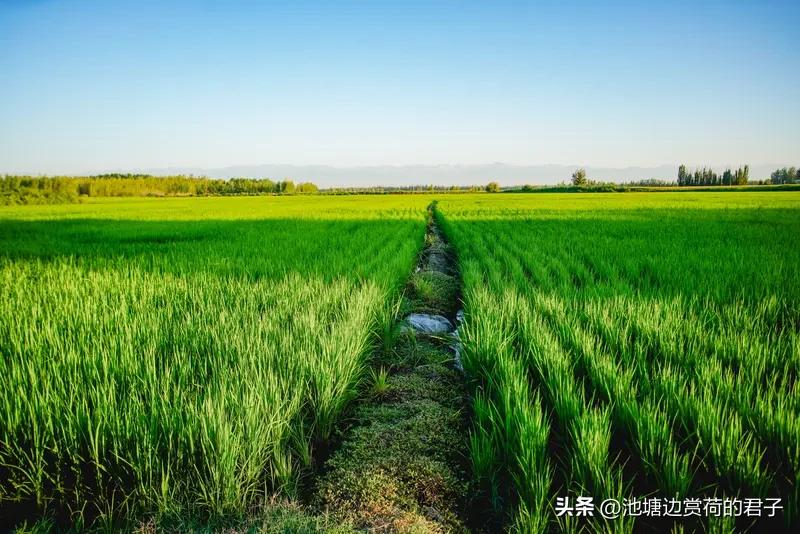 农村人没了田地也不用慌，生活照样有出路。
要是符合条件，能申请补地，像村集体机动