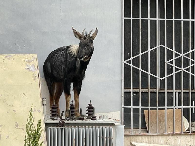 3月10日，有游客夜爬华山时偶遇一只“神兽”，第二天华阴市野生动物救护中心人员确