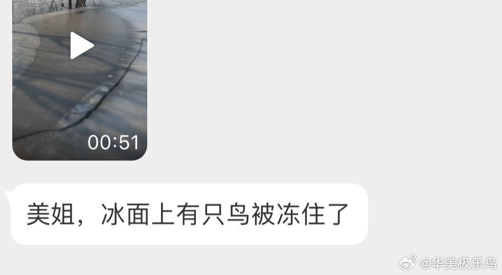 落在冰面被冻住的【小xiǎi䴙䴘】🙊 ​​​