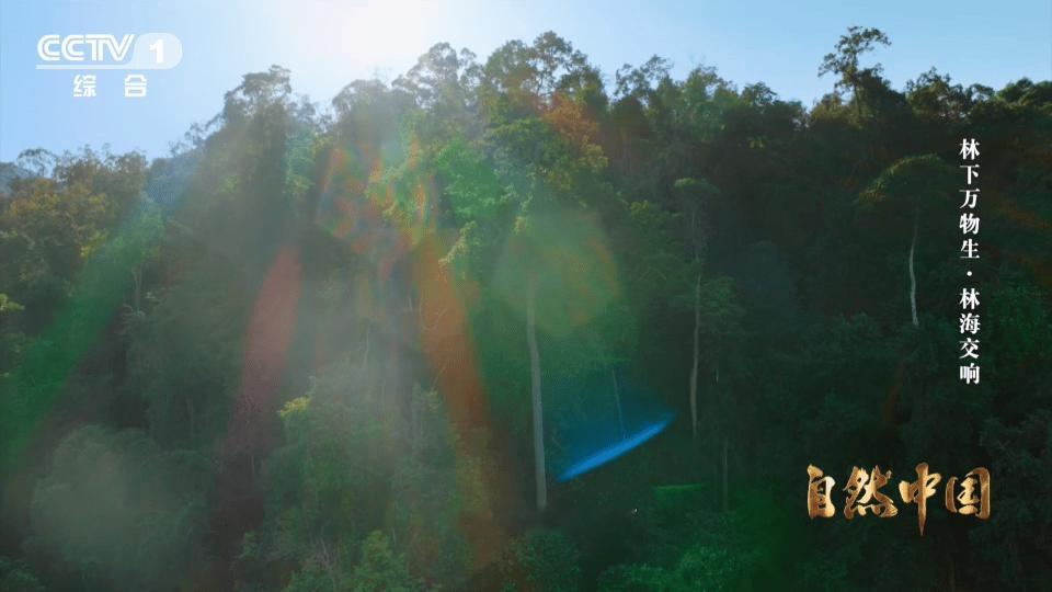 亚洲象头顶有两个聪明包云南可以在桥上看大象亚洲象头顶的凸起竟是智慧瘤！云南建栈道