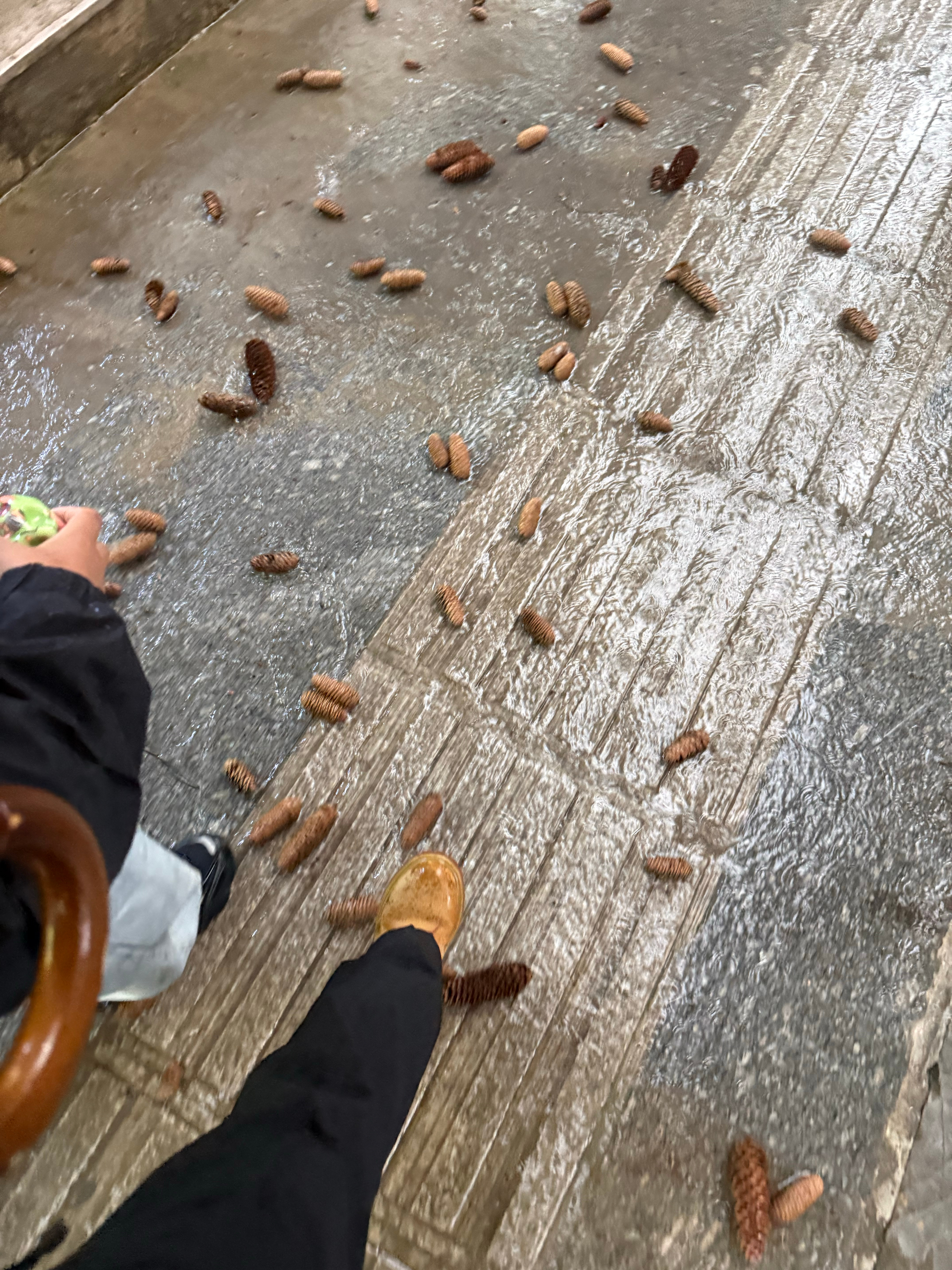 大太阳的天，冰雹说来就来，打落了好多松果，我们还是选择出门见朋友，第一次吃不酸的