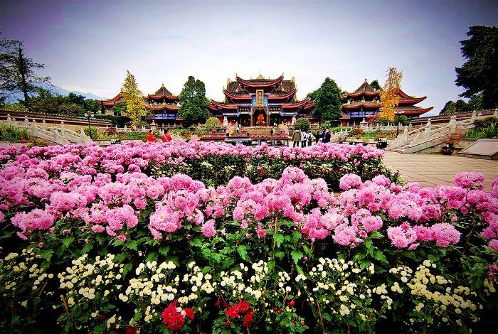 近期，峨眉山市大佛禅院第七届菊花展正火热进行中，面向社会免费开放。展出6万余盆菊