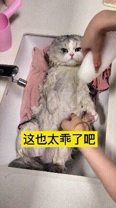 瞅着这只小猫洗澡安安稳稳嘞，真是把我给羡慕住了。
俺家那货一看见水就跟疯了一样，