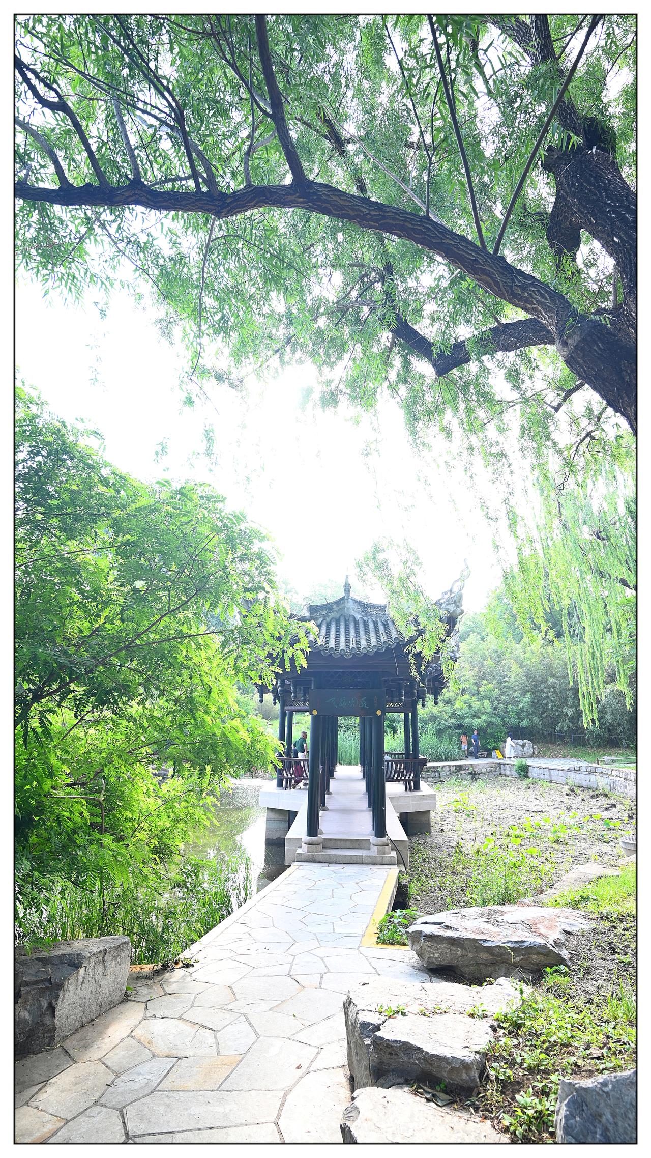 绿色小景