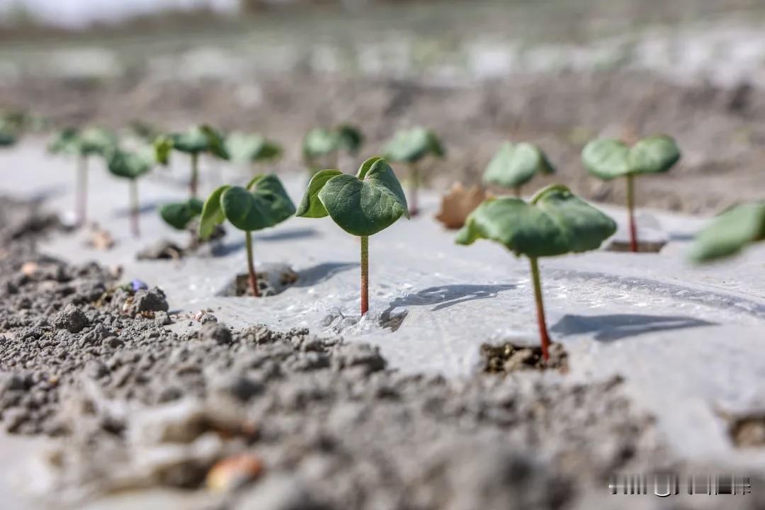 春日生活打卡季 萌芽初现，新生命破土而出！🌱🌱春风拂过大地，万物慢慢苏醒。泥