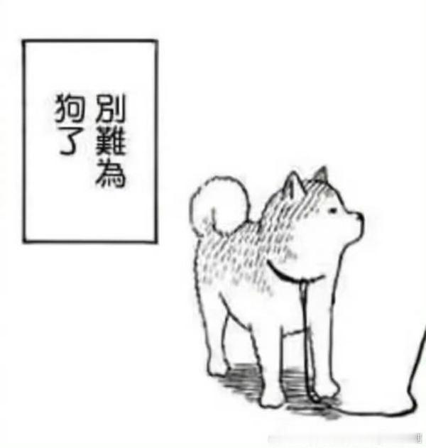 【2652】狗狗的耳朵太大会听不清人的声音吗？让秀比来告诉你！ 
