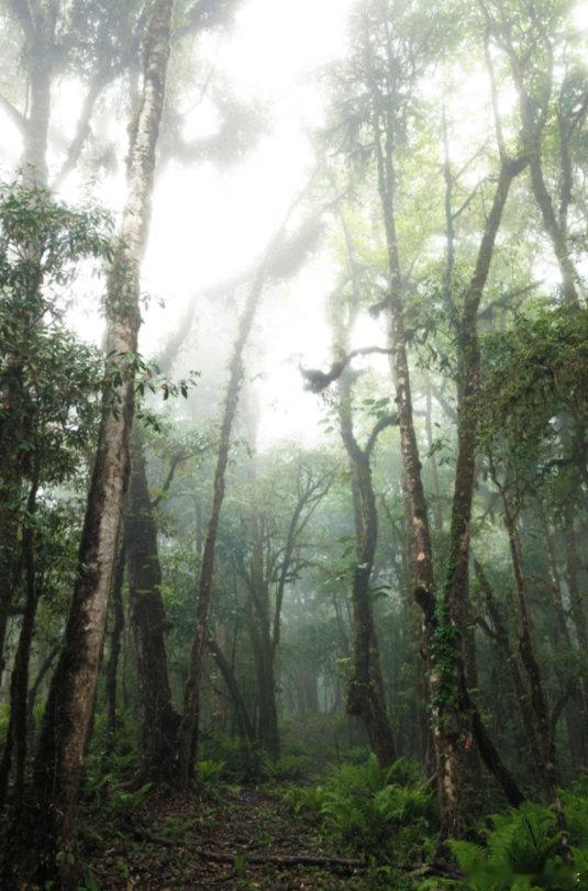 高山杜鹃生长近20年才开花树高几十米种子却比芝麻还小高山杜鹃从不挑剔种子落点，它