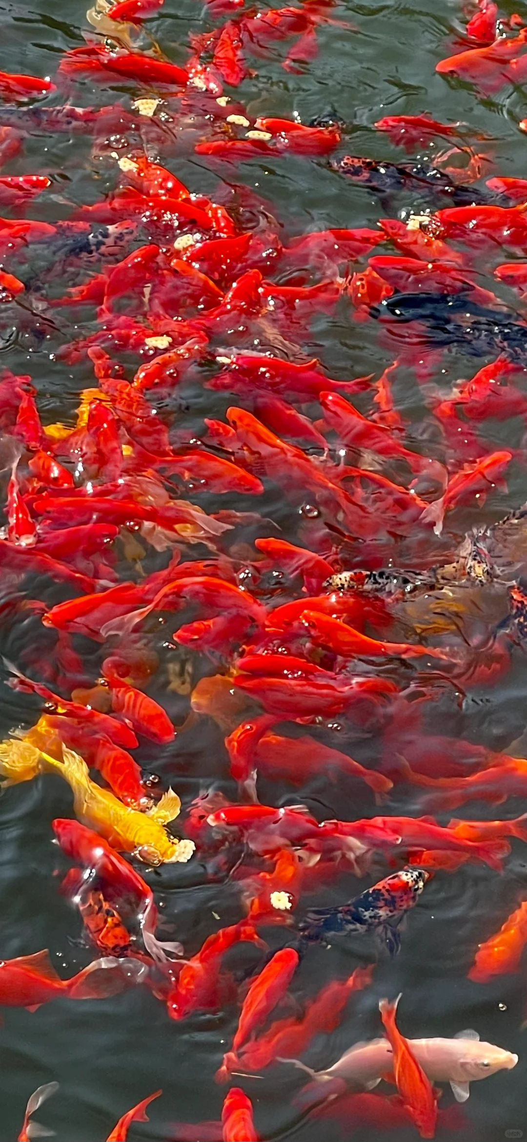 太庙锦鲤，见者好运🙏