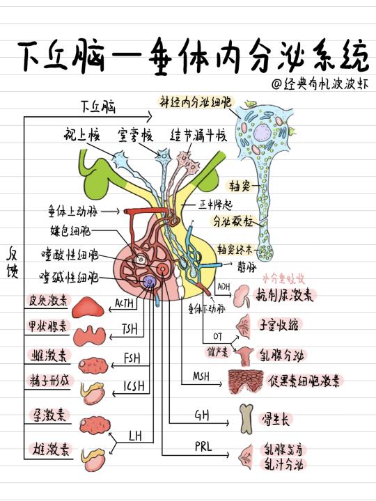 垂体激素分泌的调节