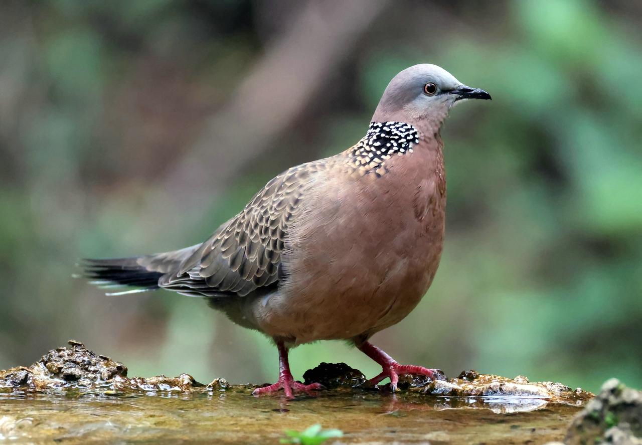 怎一个肥字了得！
这只珠颈斑鸠太胖了吧，该减肥了吗？[大笑]生活碎片 鸟类摄影圈