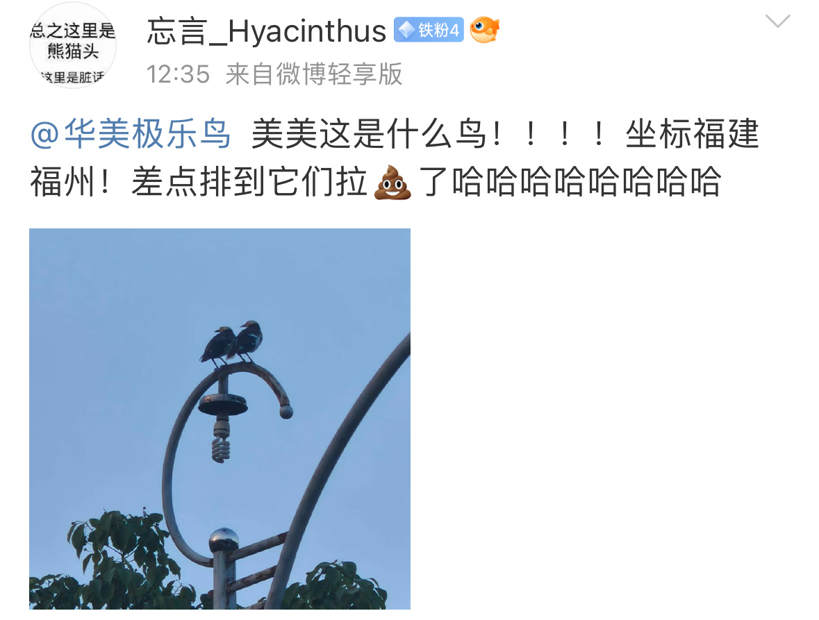#鸟粉投稿#路灯上的黑领椋鸟复制粘贴🙊 ​​​