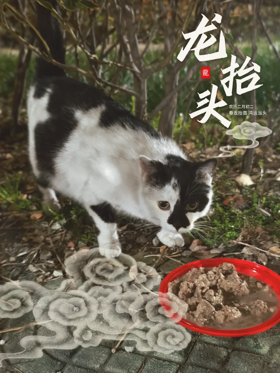 小猫抬头，吃喝不愁