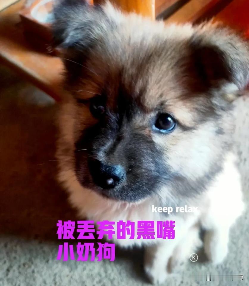 早上跑步的时候，在路边发现一只灰色的小奶狗。小奶狗躲在绿化带的矮树丛后面，时不时