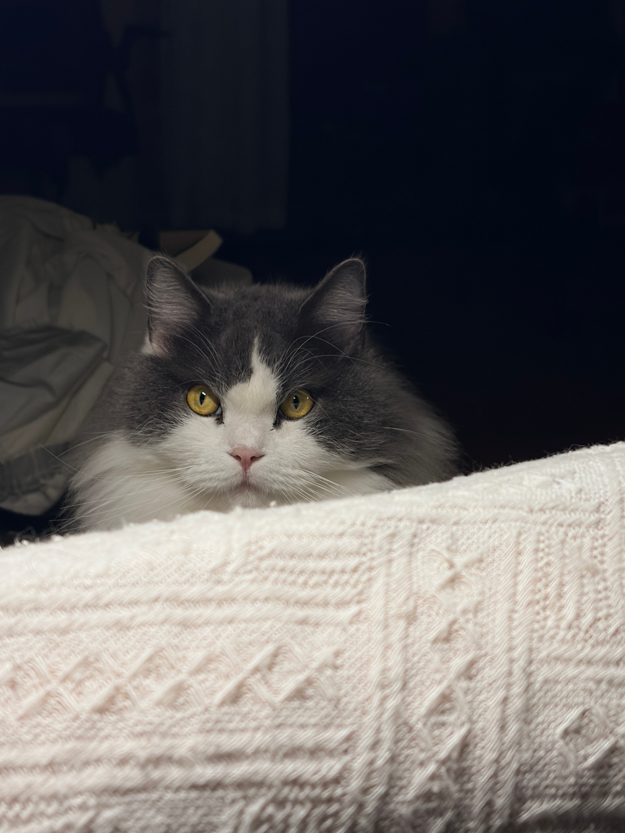 想咪了，我才离开它不到十二小时。下午出门前留了两碗猫粮和水，它一时愣住了，突然变