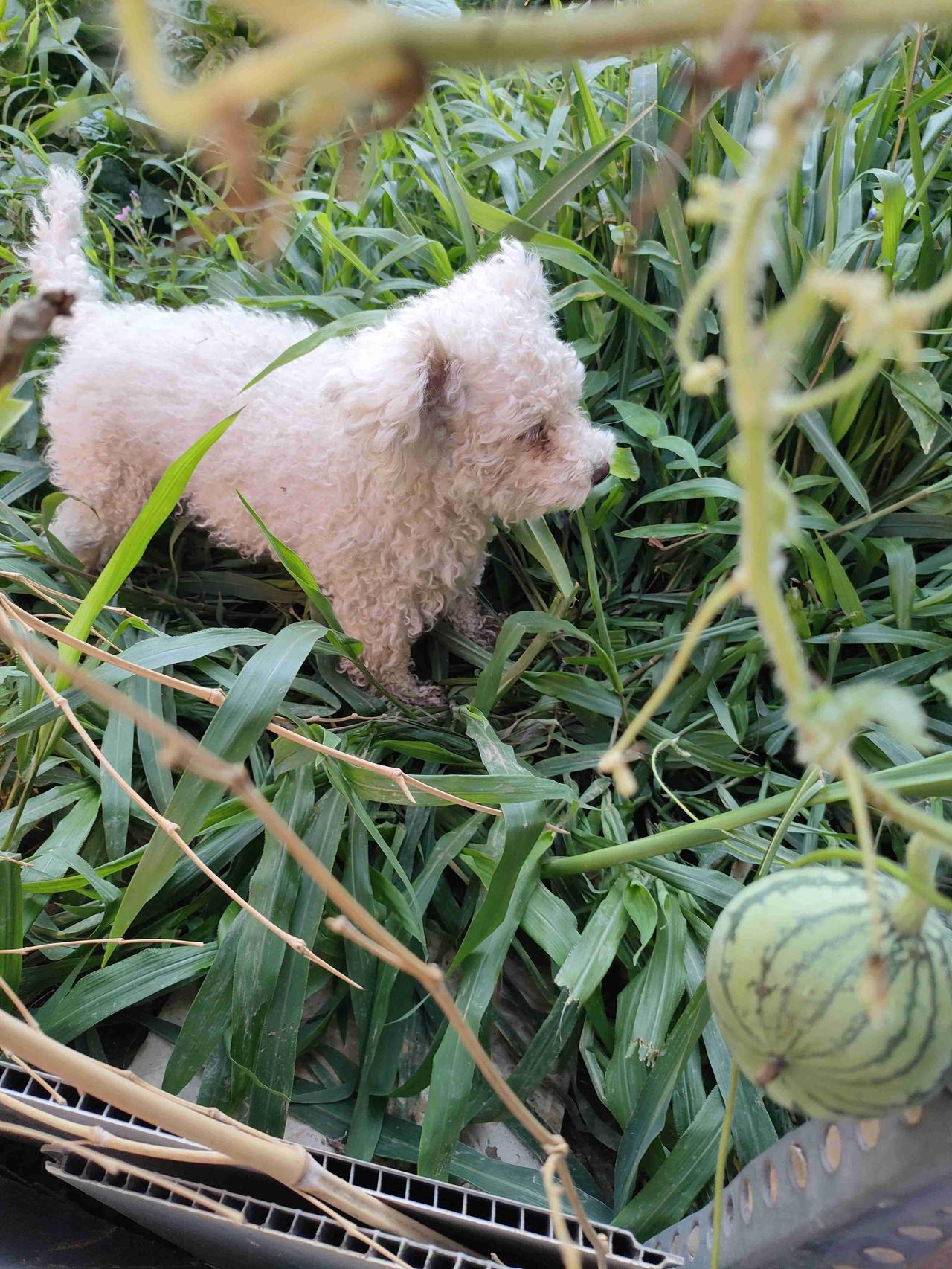 我的今日状态：😁轻松愉快
我这里的天气：🌤️多云 1. 小狗钻进菜园草丛，好