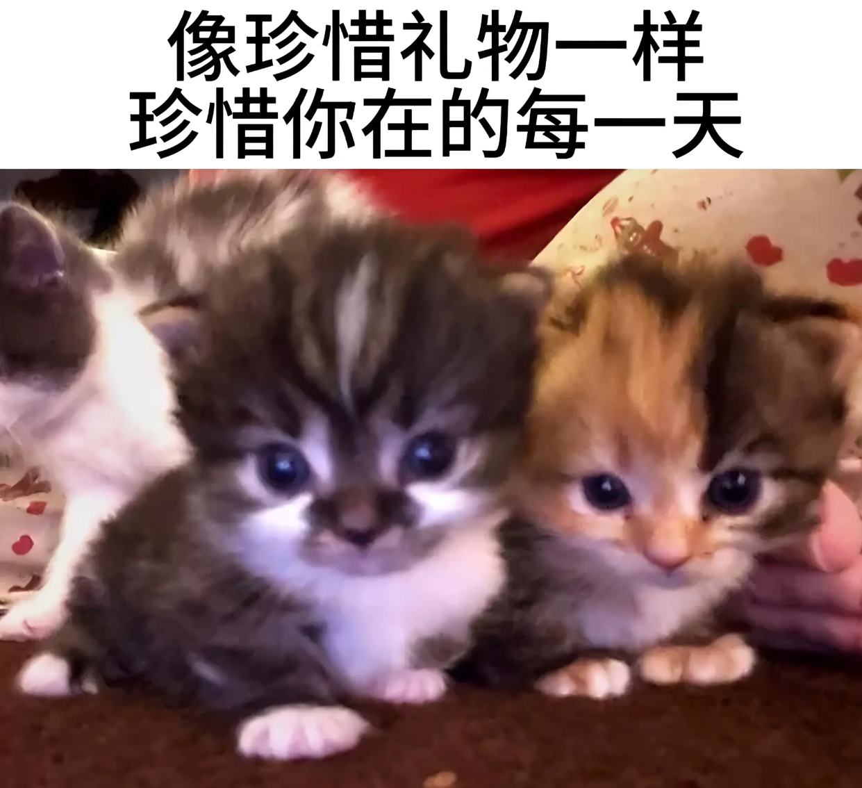 好不容易见面的陆慕儿buslike： 