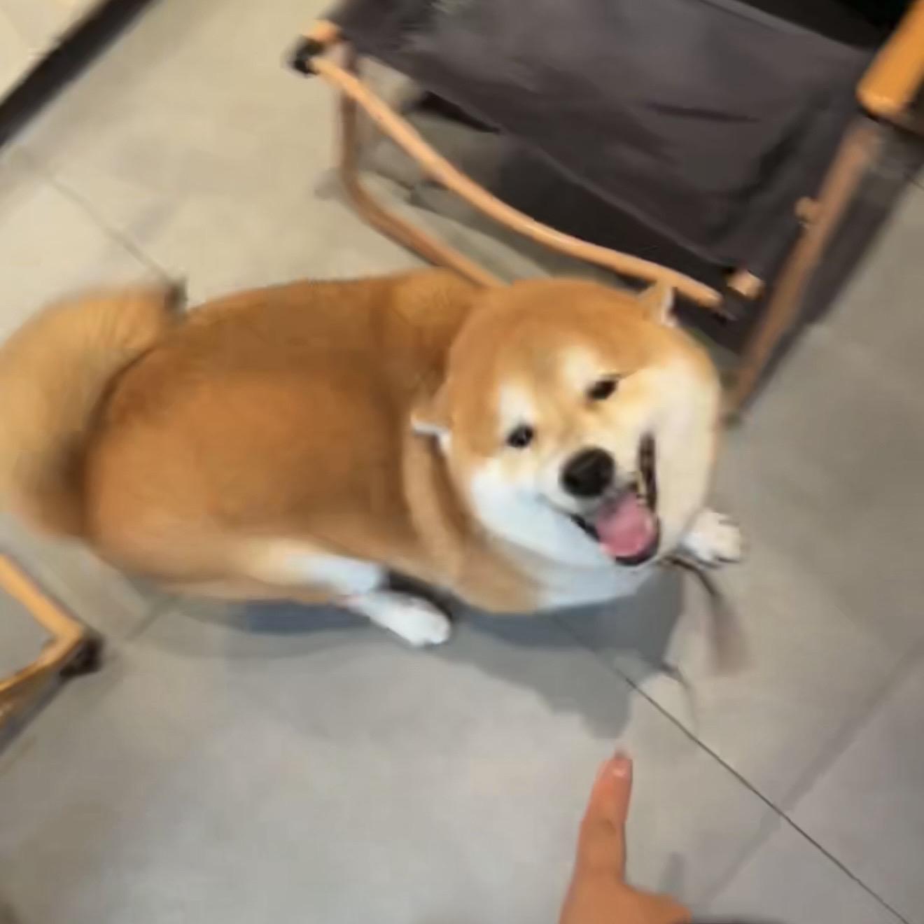 我赞成QQ肠统治世界。