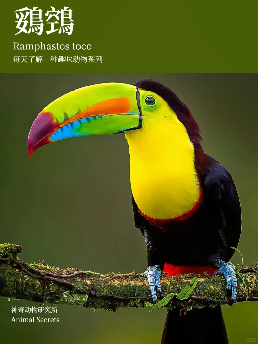 每天了解一种趣味动物👀鵎鵼（tuǒ kōng