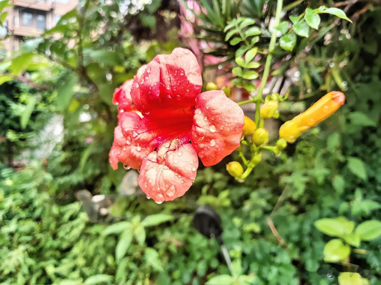 默思赏花构赋诗。