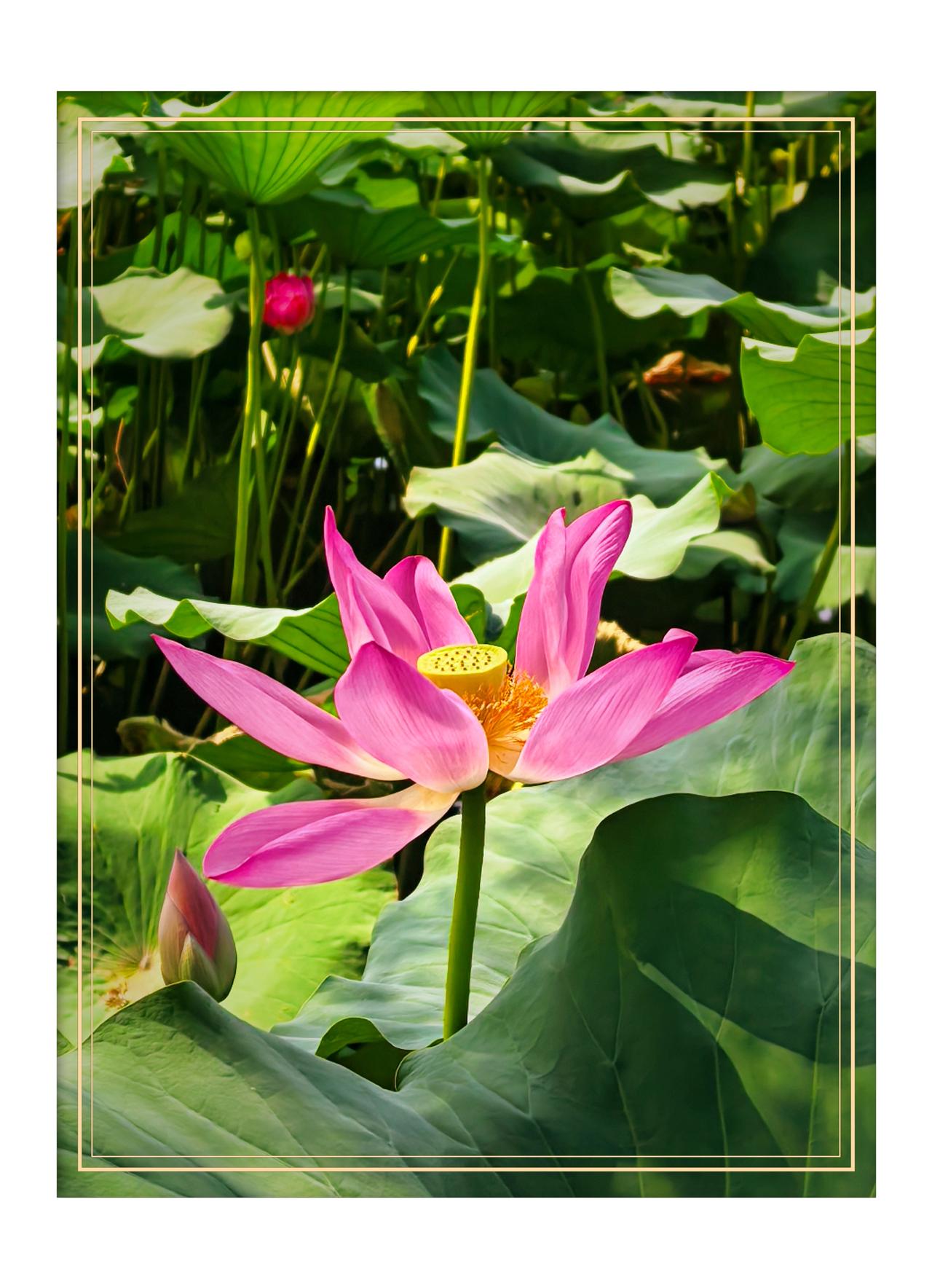 分享一张你拍的花，什么花都行8月10日，北京紫竹院公园拍荷花