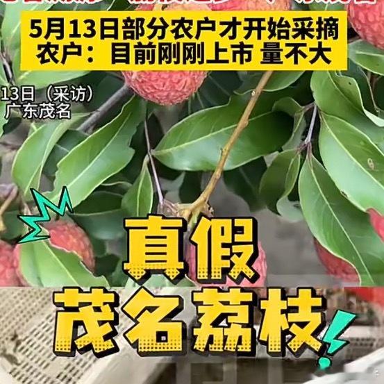 荔枝还在树上就有电商仿冒产地售卖现在到底有什么是真的？ 