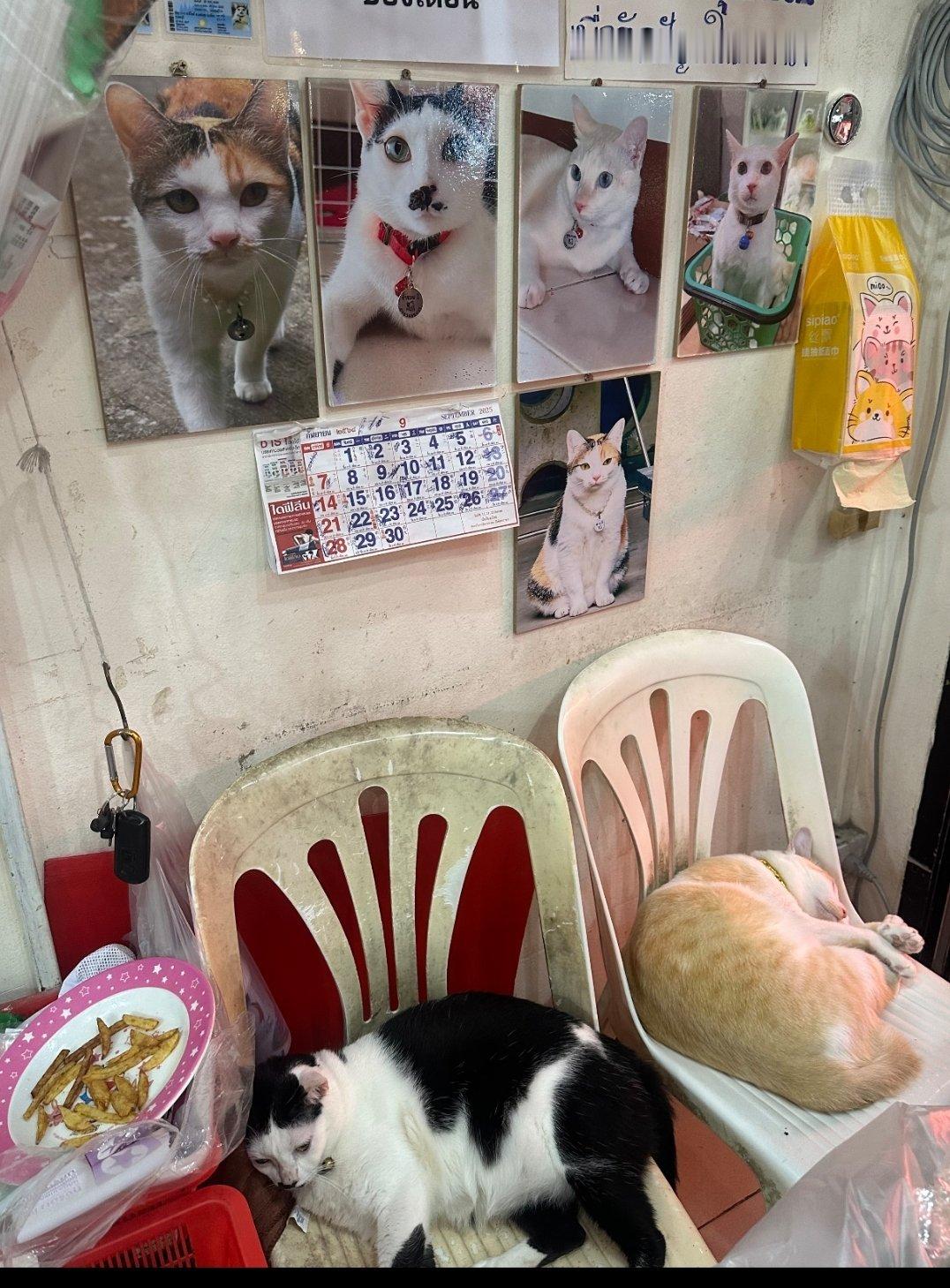 泰国人也是真的很爱猫 