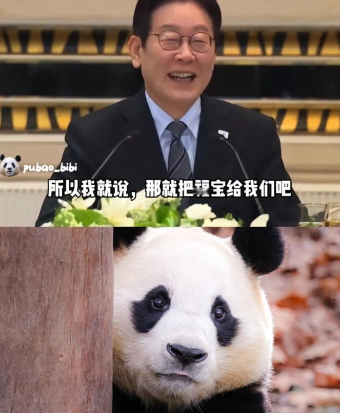 李在明的小心思暴露了！李在明表示希望再租借一对大熊猫，将其安置于韩国光州，此前交
