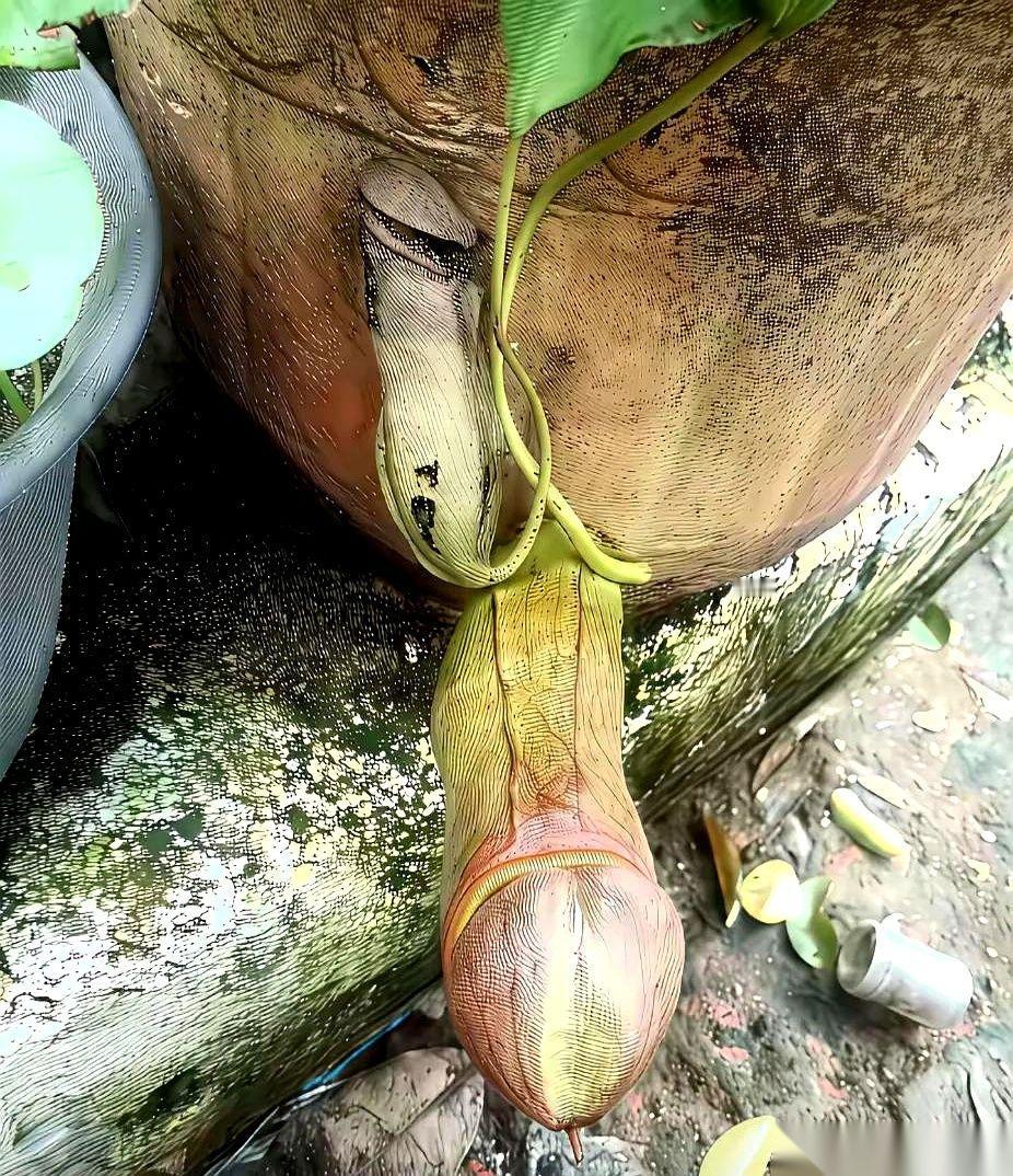 掰开一颗放了好几天的青菜，叶子根部，全是蓝色的小颗粒。
说真的，那一瞬间我汗毛都
