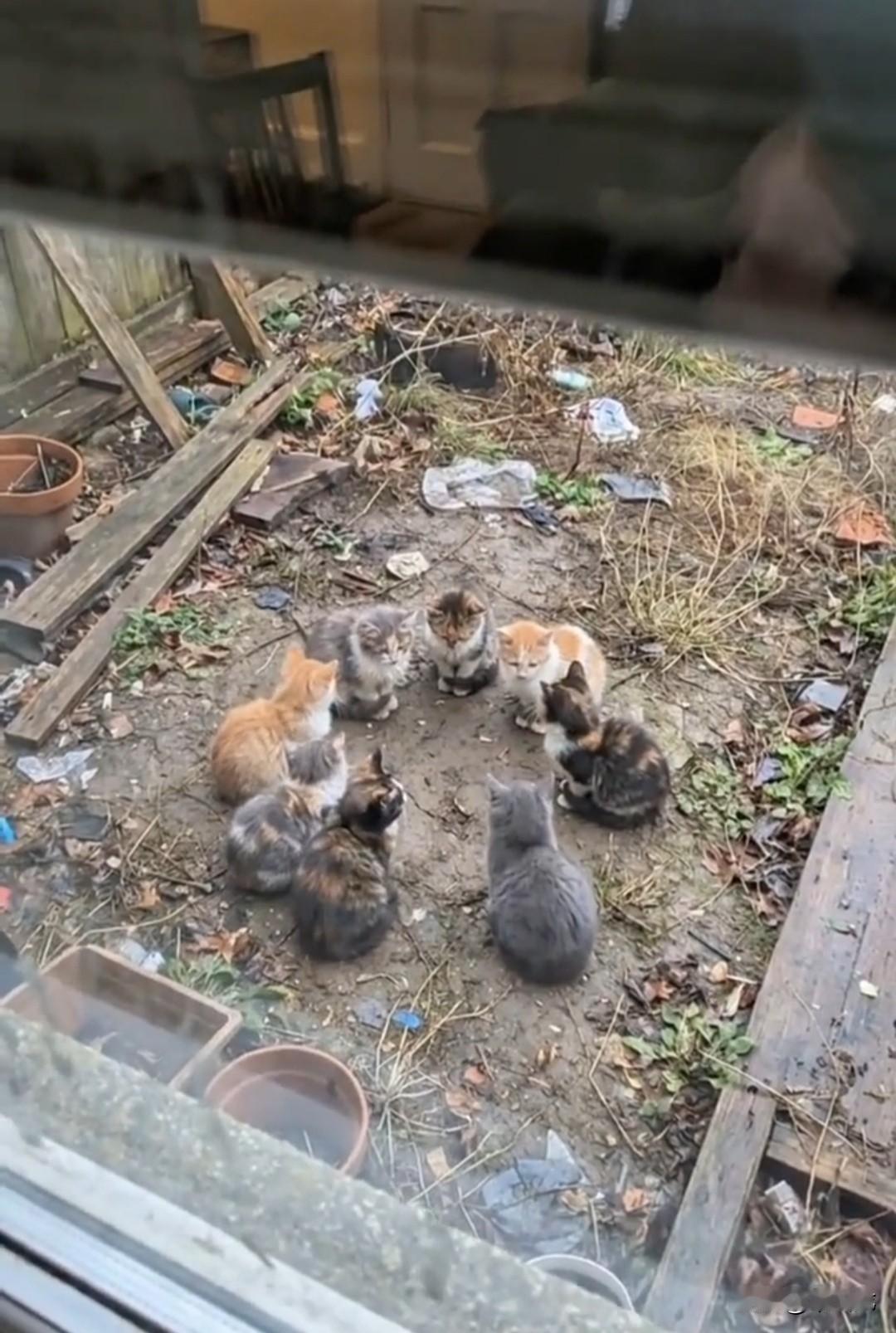 8个可爱的猫星人团团围坐在一起，它们都默契地把尾巴圈在脚上，就像我们人类盘着腿坐