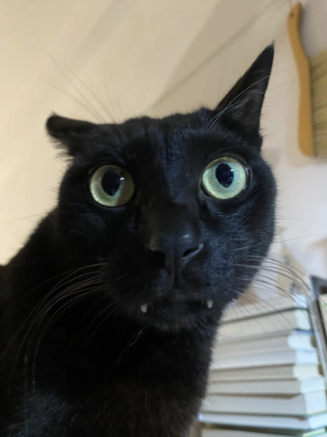 有没有那种一看就不太聪明的小猫咪