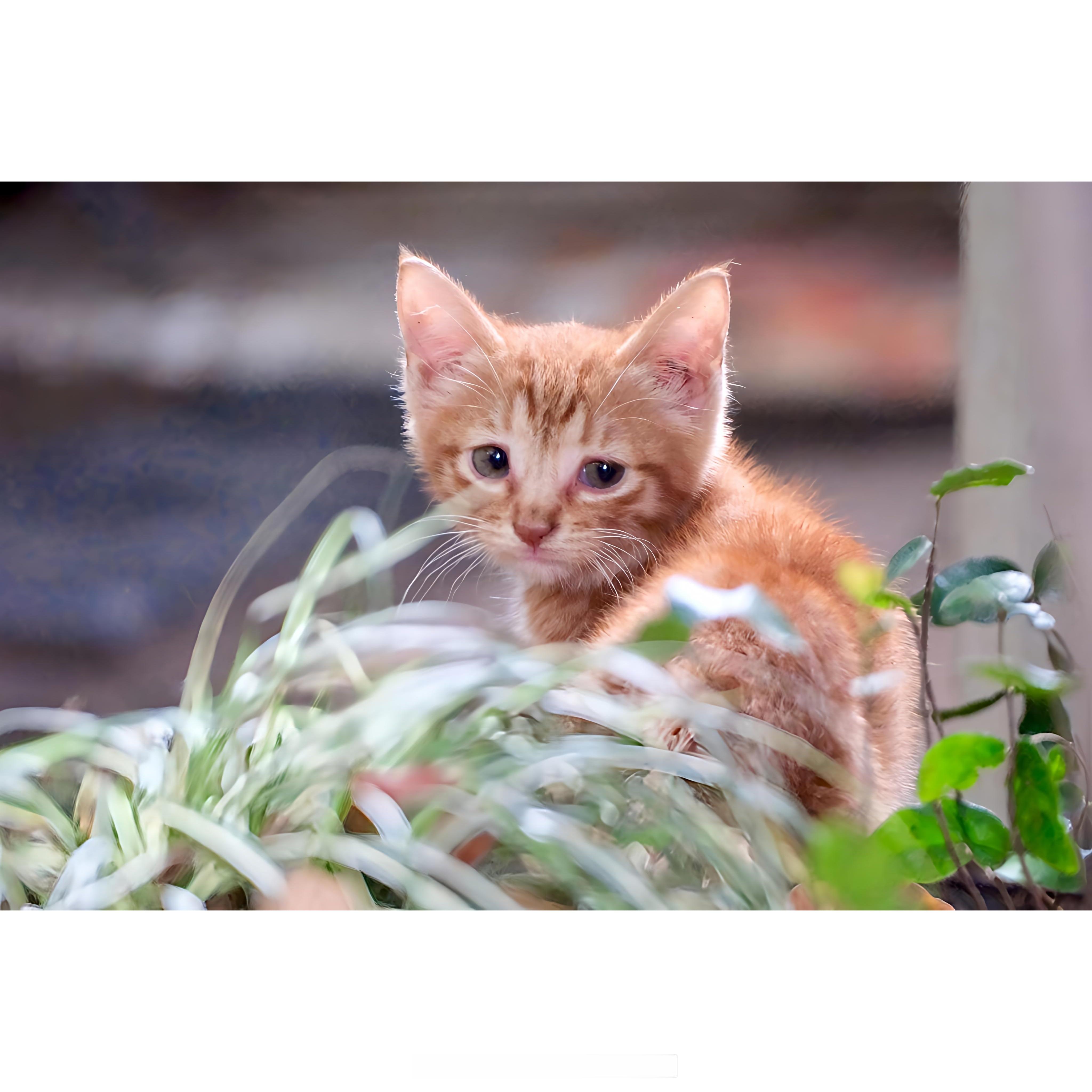 5.21下午家附近散步公园里遇见的猫猫咪日常 上海