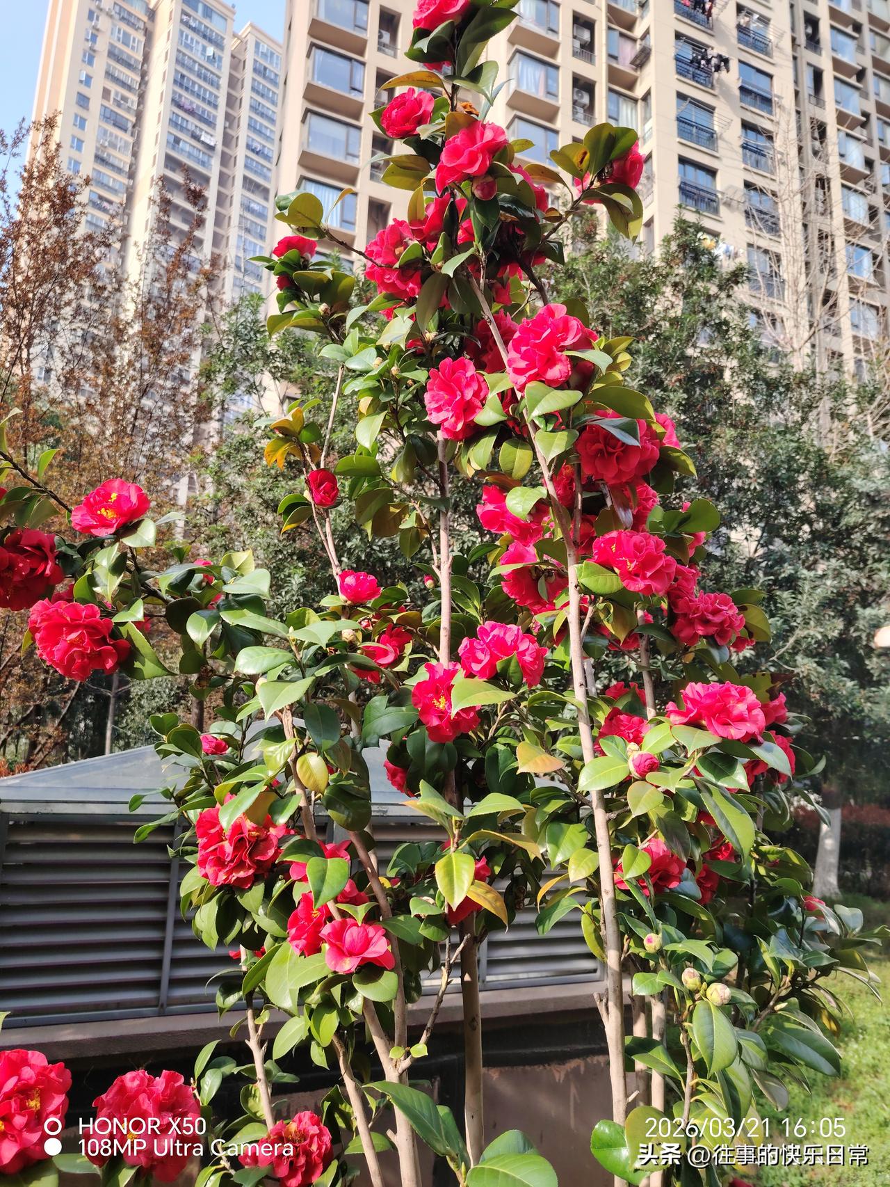 日本是否会成为亚洲新的战争策源地日本会成为亚洲新的战争策源地