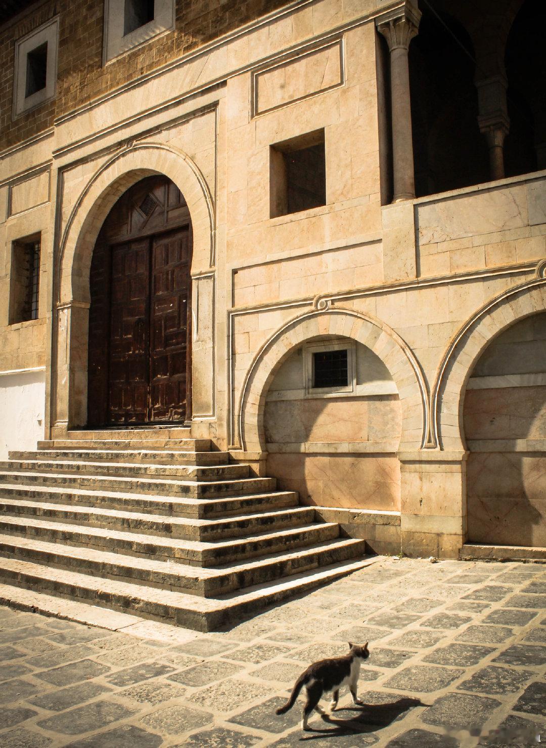 西洋历史文化鱼缸 突尼斯宰图纳大清真寺的猫主子。 