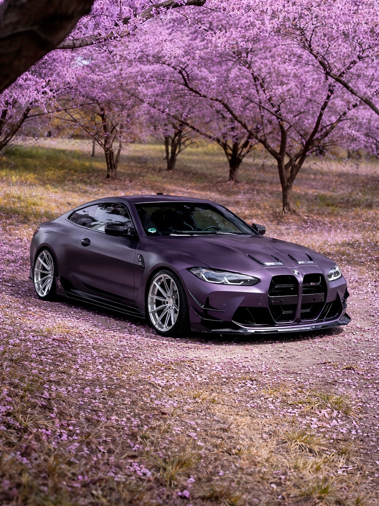 樱花盛开的地方mpower