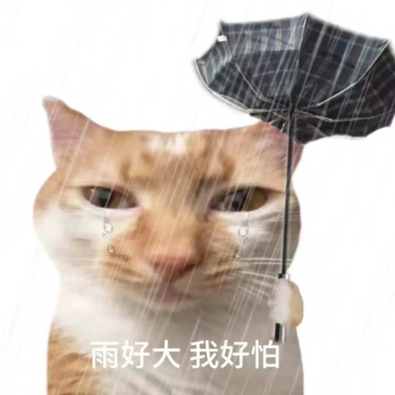 暴雨为啥来得这么猛雨刚停了，下了大半天了！！！ 