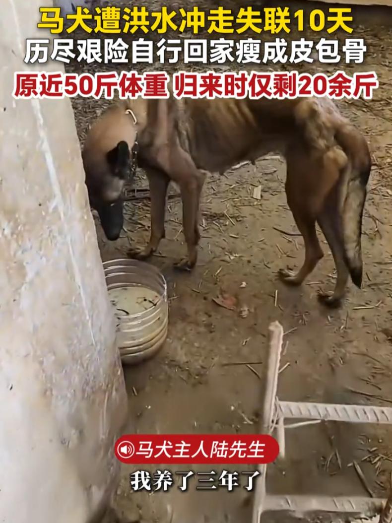 太有灵性了！广西百色，一只马犬遭洪水冲走失联10多天，本来狗主人都不抱希望，没成