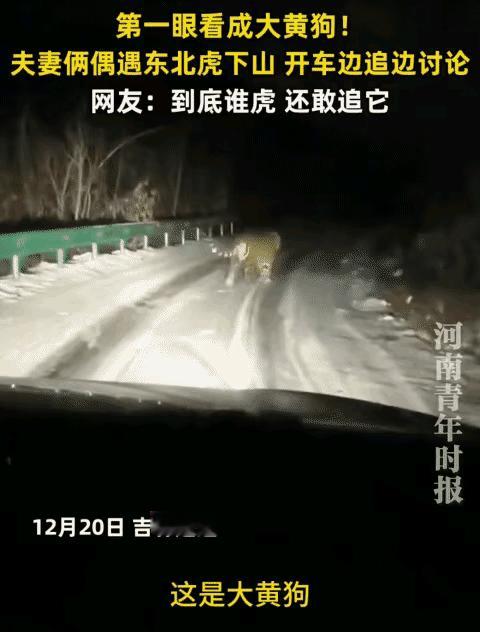 “太吓人了！”吉林一对夫妻晚上开车回家，突然发现路中间有只“大黄狗”，他试着按了