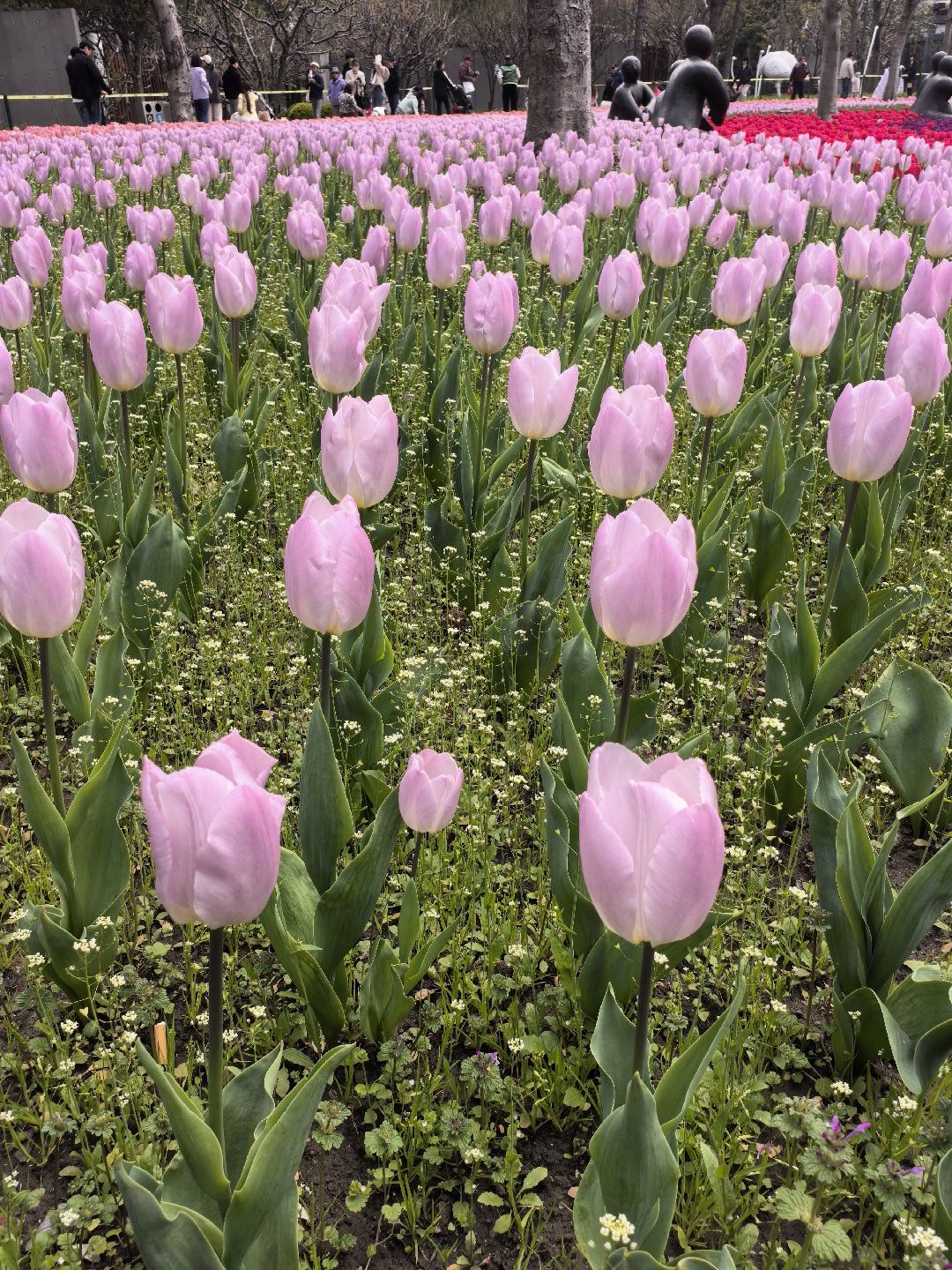 来了，看了，回家 