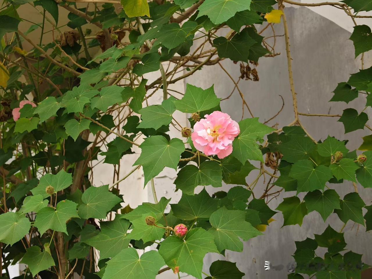 今天星期一，8点半上班打卡，去领导单位交了一些资料，回公司做好送货单对账，就一直