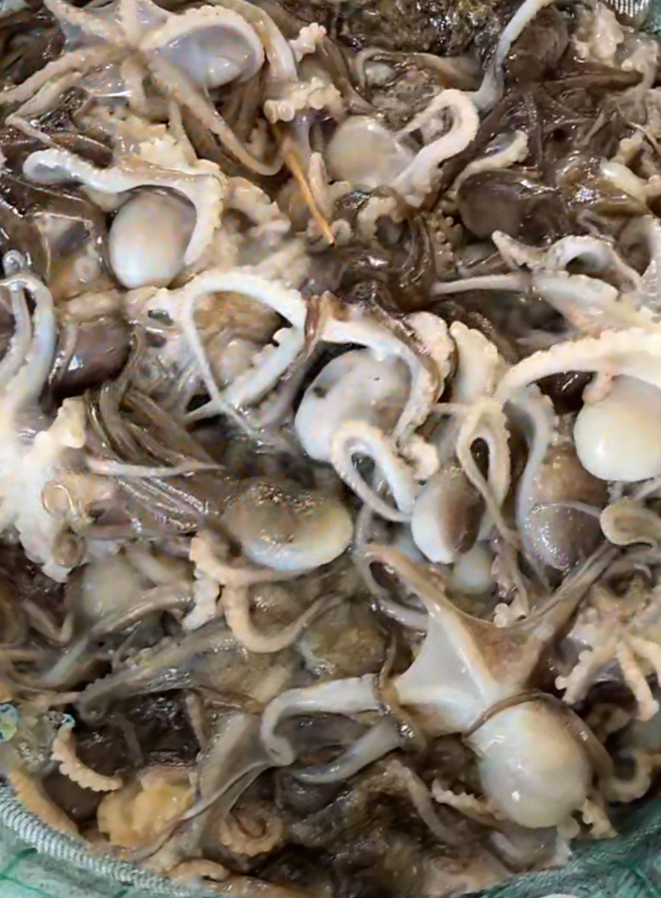 深圳哪里买鲜活的八爪鱼，想吃酱爆八爪鱼了，这得多少钱一斤 ​​​