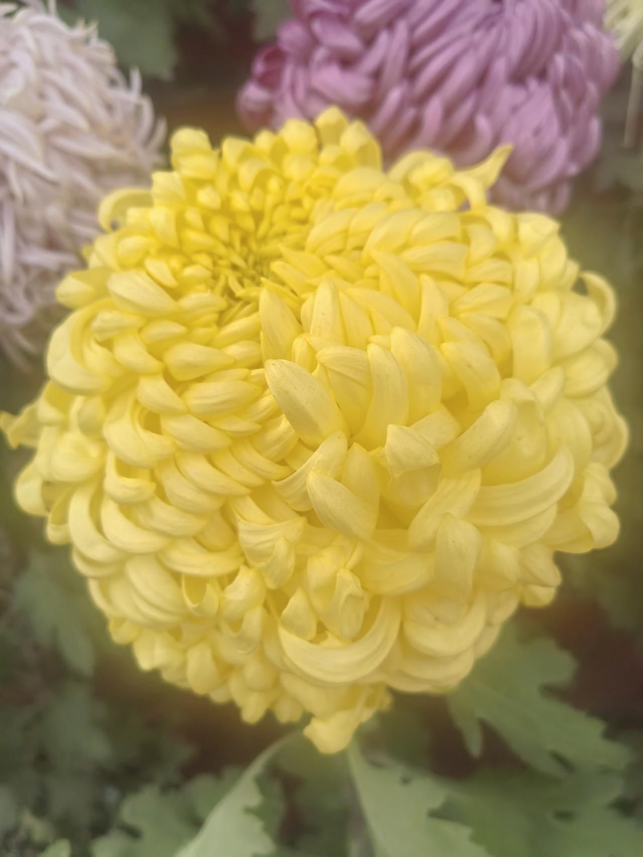 赏菊
初冬旅游去开封
秋菊绽放万岁城
名菊斗艳芳香飘
五颜六色朵朵俏