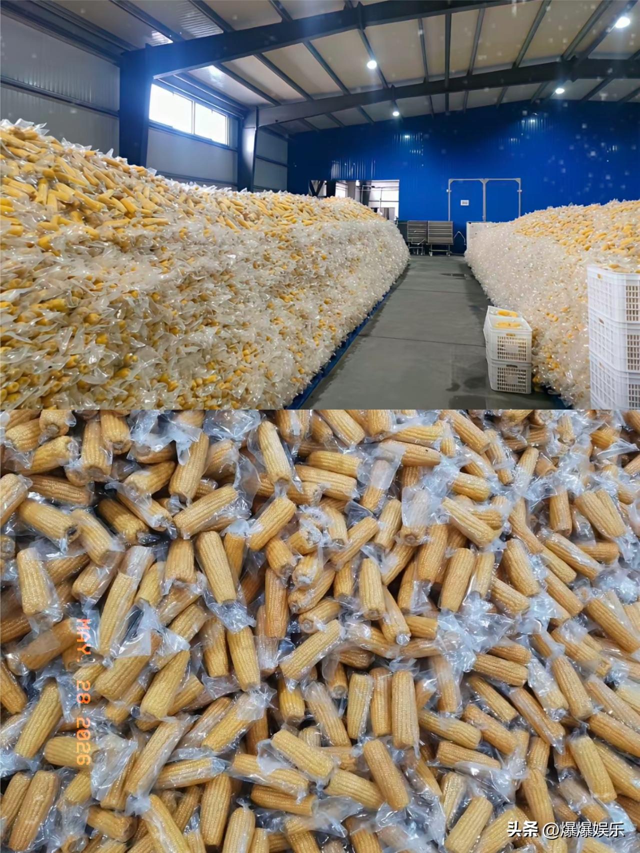 有多少人吃过这种玉米🌽~看到这样还会买吗？