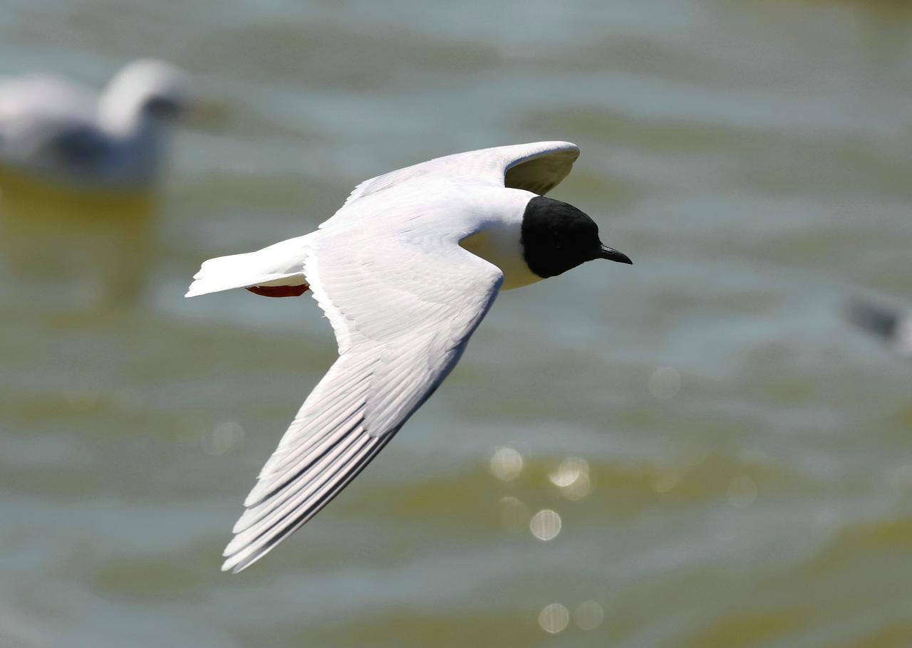 不肯离去的小鸥！
       这是我3月26日在滇池一湿地拍到的国家二级保护动
