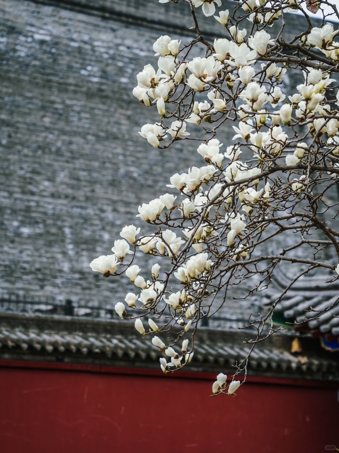 红墙与玉兰🌸 西安春天不拍这里真的会遗憾