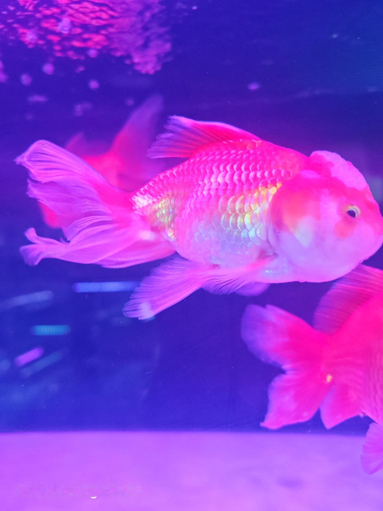 大运河便民服务中心水族馆简直是个宝藏地！想象一下，各种五彩斑斓的鱼儿在水中游弋，
