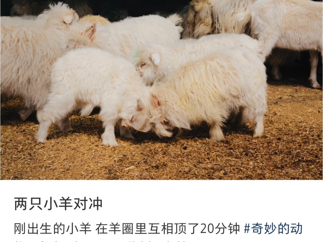 羊羊顶角发力！໒꒰ྀི -᷅ ⤙ -᷄ ꒱ྀ১ 