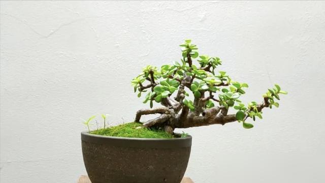 咱老祖宗的老话真是越品越有道理！最近刷到好多人聊“屋里3种金花，不富也有福”，其