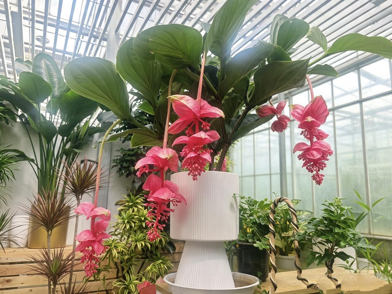 徜徉花市，满目花草，各有风姿。

喜欢优雅垂吊的宝莲灯，热烈奔放的瀑布多肉，俏皮