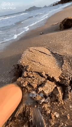 在海边捡到了淡水鱼，这运气也是真的是好啊